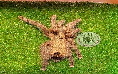 Avicularia laeta 2-3 cm unsex tarantula